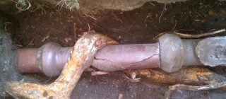 sewer-repair-tree-roots